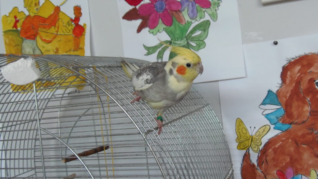 papużka Kubuś siedzi na klatce, na ścianach kolorowe prace plastyczne.